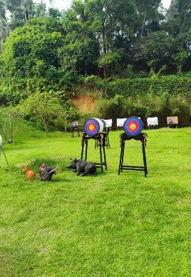 Target Arrows
